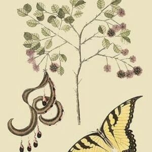Acacia & Sulphur Butterfly by Mark Catesby - Art Print