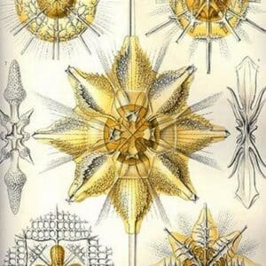 Acanthometra by Ernst Haeckel - Art Print