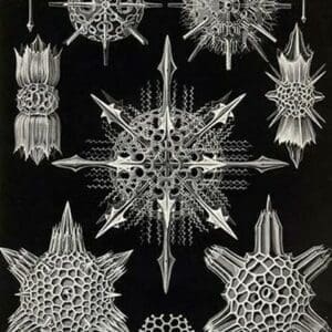 Acanthophracta by Ernst Haeckel - Art Print