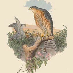 Accipitur Nisus - Sparrow Hawk by John Gould - Art Print