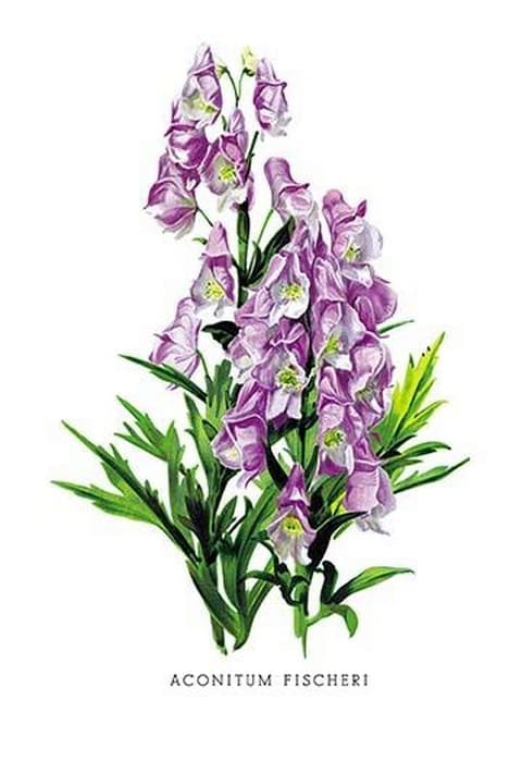 Aconitum Fischeri by H.G. Moon - Art Print