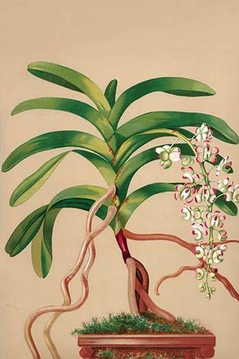 Aerides Quinquevulnera by H.G. Moon #2 - Art Print