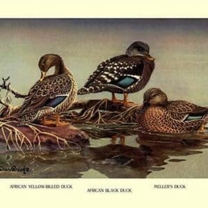 African and Meller's Ducks by Allan Brooks - Art Print