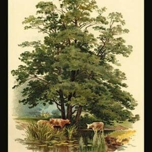 Alder Tree by W.H.J. Boot - Art Print
