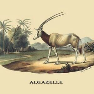 Algazelle (Gazelle) by E. F. Noel - Art Print