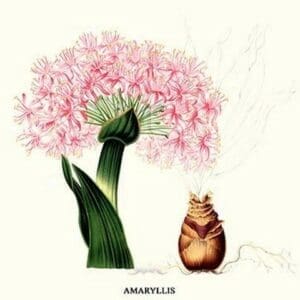 Amaryllis by Louis Benoit Van Houtte - Art Print