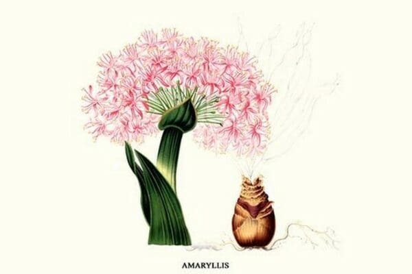 Amaryllis by Louis Benoit Van Houtte - Art Print