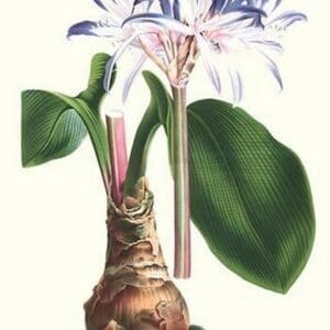 Amaryllis hyacinthin by Louis Benoit Van Houtte - Art Print