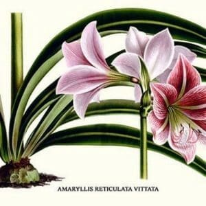 Amaryllis reticulata vittata by Louis Benoit Van Houtte - Art Print