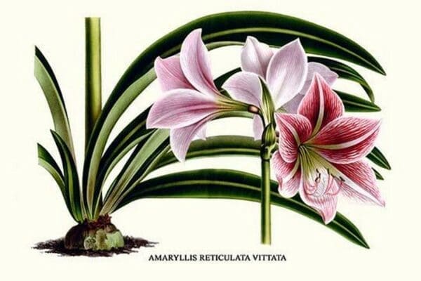 Amaryllis reticulata vittata by Louis Benoit Van Houtte - Art Print