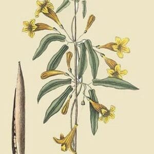 American Begonia by Mark Catesby #2 - Art Print