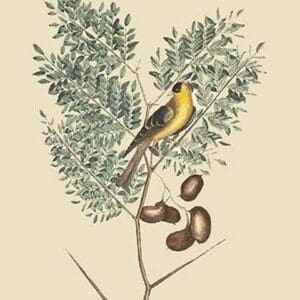 American Goldfinch by Mark Catesby #2 - Art Print