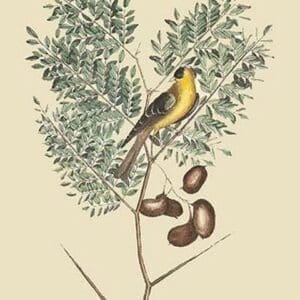 American Goldfinch by Mark Catesby - Art Print