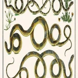 American Snakes by Albertus Seba - Art Print