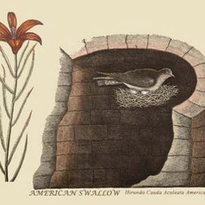 American Swallow by Mark Catesby #2 - Art Print