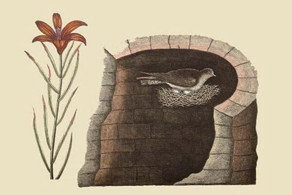 American Swallow by Mark Catesby - Art Print
