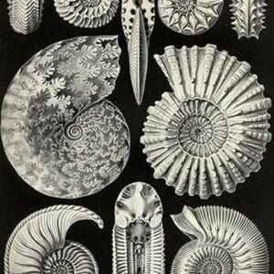 Ammonites by Ernst Haeckel - Art Print