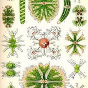 Amoebas by Ernst Haeckel - Art Print