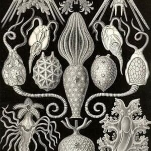 Amphoridea by Ernst Haeckel - Art Print