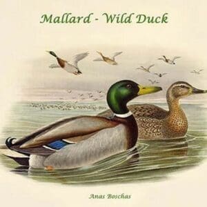 Anas Boschas - Mallard - Wild Duck by John Gould - Art Print