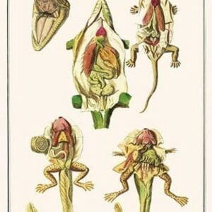 Anatomy of a Lizard by Albertus Seba - Art Print