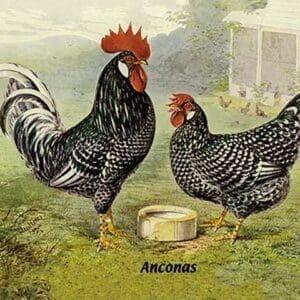 Anconas (Chickens) - Art Print