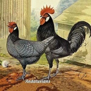 Andalusians (Chickens) - Art Print