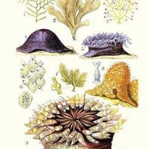 Anemones and Seaweeds by James Sowerby - Art Print