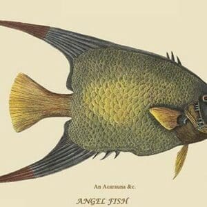 Angel Fish by Mark Catesby #2 - Art Print