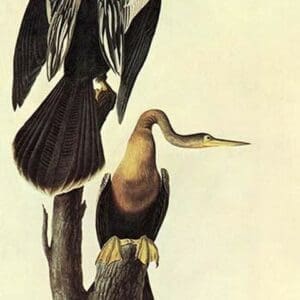 Anhinga by John James Audubon - Art Print
