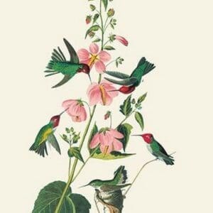 Anna's Hummingbird by John James Audubon - Art Print
