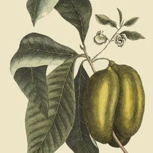 Anona - Cherimoya Fruit by Mark Catesby #2 - Art Print