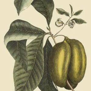 Anona - Cherimoya Fruit by Mark Catesby - Art Print