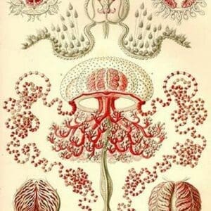 Anthomedusae by Ernst Haeckel - Art Print