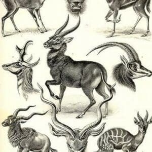 Antilopina by Ernst Haeckel - Art Print