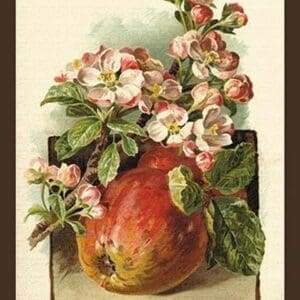 Apple Blossom & Fruit by W.H.J. Boot - Art Print