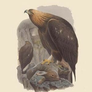 Aquila Chrysaetos - Golden Eagle by John Gould - Art Print