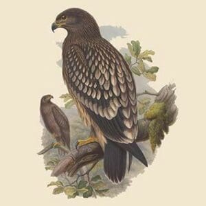 Aquila Naevia - Spotted Eagle by John Gould - Art Print