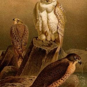 Arctic Falcon by Friedrich Wilhelm Kuhnert - Art Print