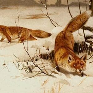 Arctic Fox by Friedrich Wilhelm Kuhnert - Art Print