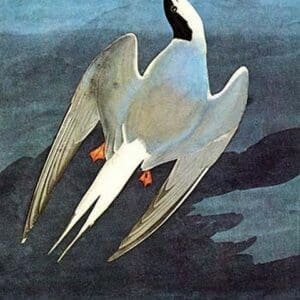 Arctic Tern by John James Audubon - Art Print