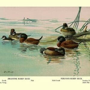 Argentine and Peruvian Ruddy Ducks by Allan Brooks - Art Print