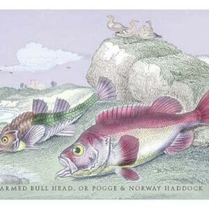 Armed Bull Head or Pogge & Norway Haddock by Robert Hamilton - Art Print