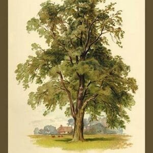 Ash Tree by W.H.J. Boot - Art Print