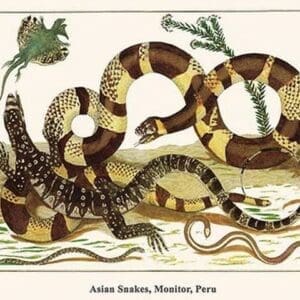 Asian Snakes