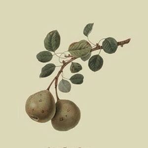 Aston Town Pear by William Hooker #2 - Art Print