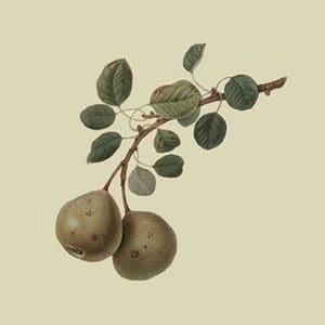 Aston Town Pear by William Hooker - Art Print