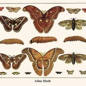 Atlas Moth by Albertus Seba - Art Print