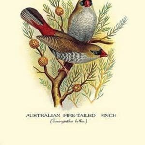 Australian Fire-Tailed Finch by Arthur Gardiner Butler - Art Print