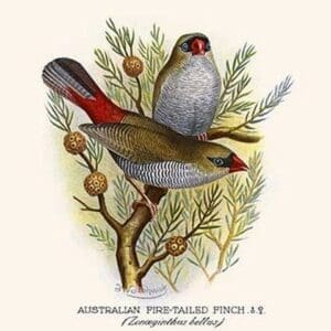 Australian Fire Tailed Finch by Frederick William Frohawk #2 - Art Print